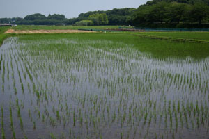 �c�A����̉��c���V�c