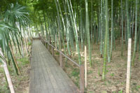 �����ʑD�x����