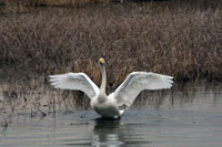 �Ő��꒲�ߒr�̔���